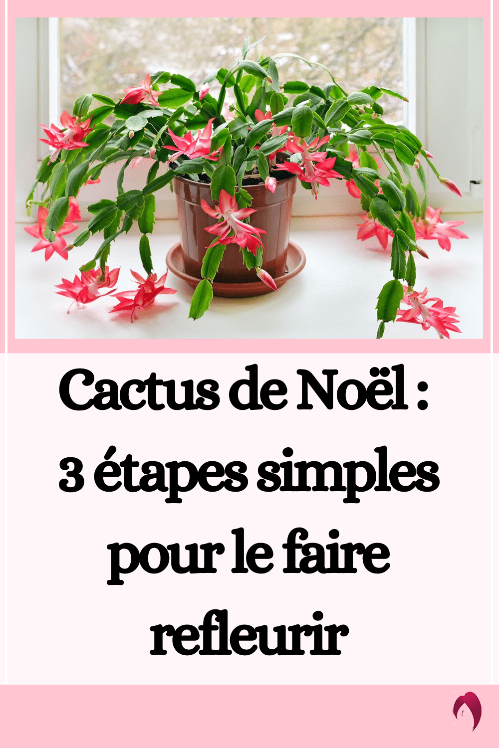 Cactus de Noël 3 étapes simples pour le faire refleurir