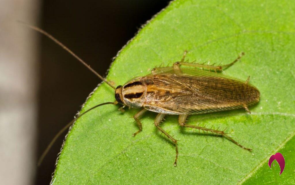 Comment se débarrasser des blattes ou cafards de jardin