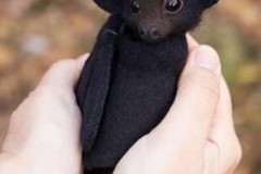 a-startled-bat-aww-cute-animals-cats-dogs