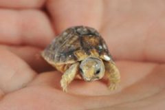 bebe-tortue-1-273x410