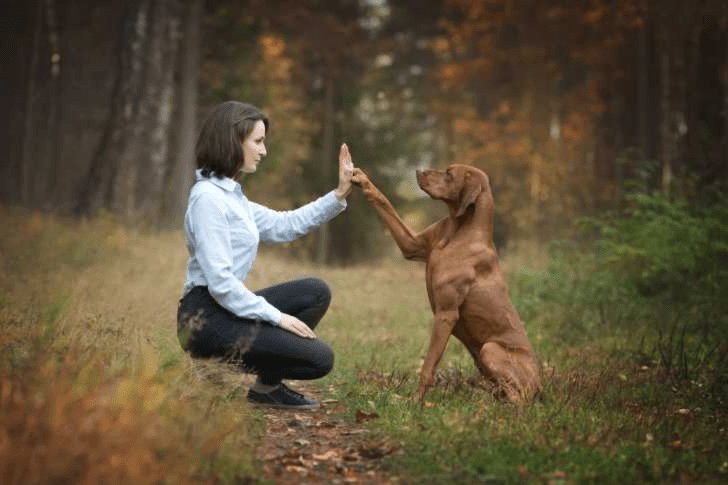 Les 5 ordres de base à apprendre à son chien
