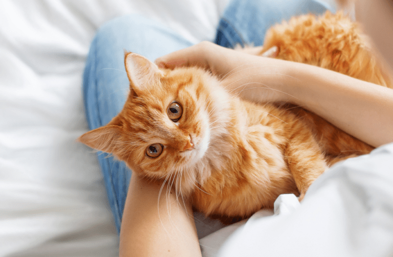 6 signes qui prouvent que votre chat vous aime