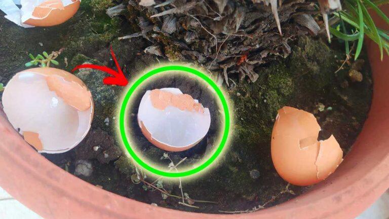 6 utilisation des coquilles d’œuf dans le jardin