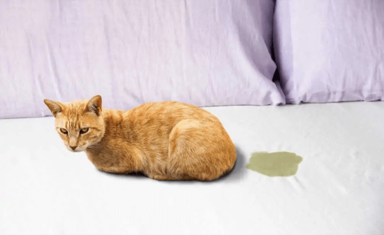 Comment enlever l’odeur d’urine de chat sur les divans et matelas?