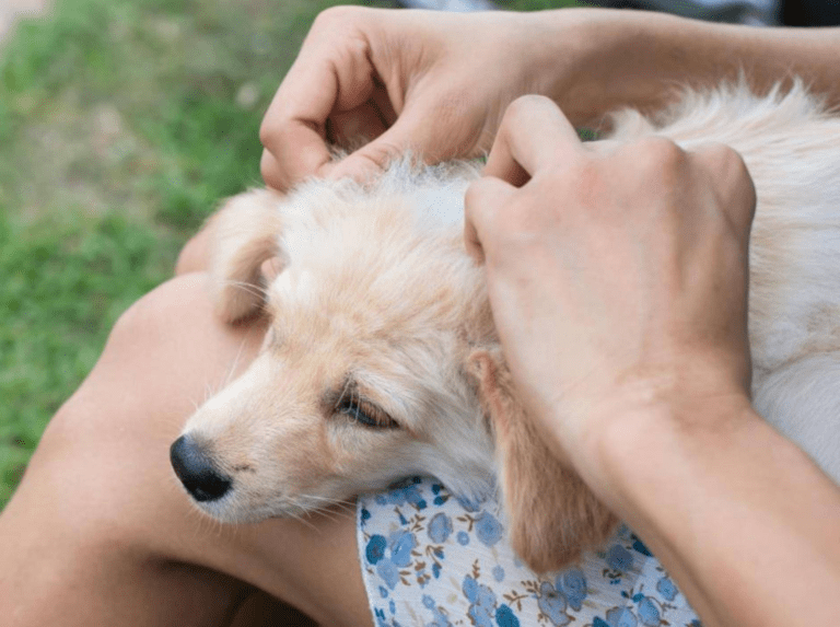 Symptômes et traitement de la maladie de Lyme chez le chien