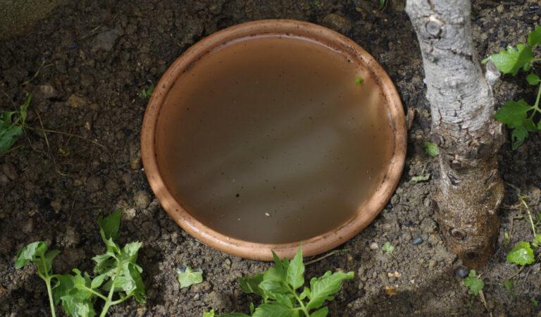 Comment économiser l’eau au jardin ?