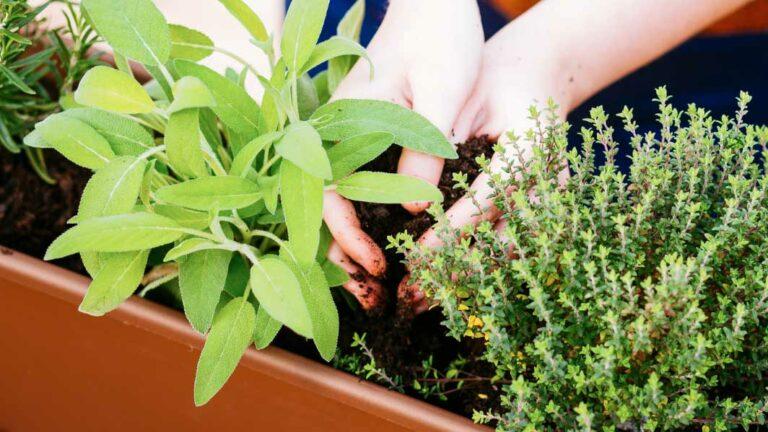 Comment faire pousser 5 plantes aromatiques en hiver ?