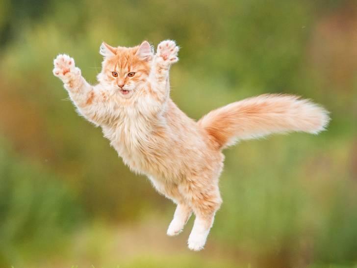 Voici les 7 races de chats qui vivent le plus longtemps