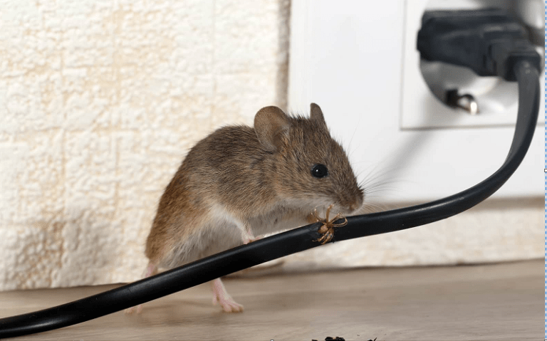 5 astuces pour éloigner les souris de la maison