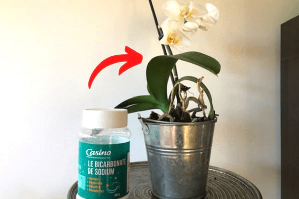 Mettez du Bicarbonate Dans le Pot d’Orchidées pour ces 4 Raisons Importantes