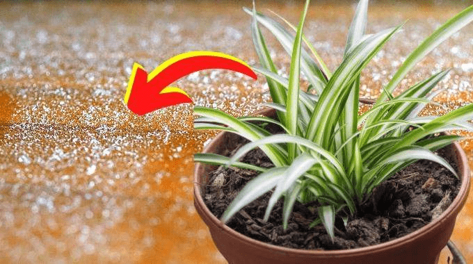 4 plantes d’intérieur pour éliminer la poussière et nettoyer l’air