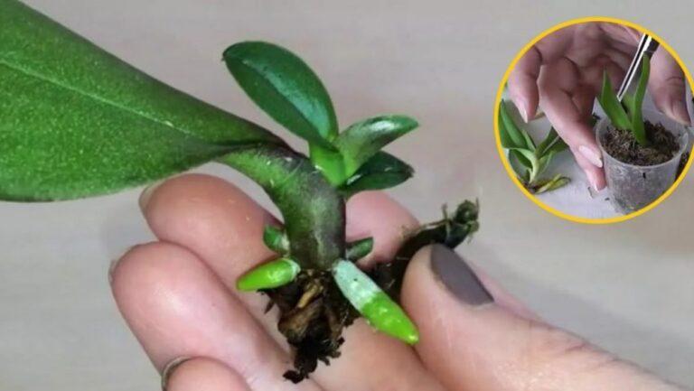 Comment Planter une orchidée à partir d’une feuille