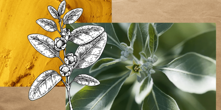 L’ashwagandha, la plante indienne qui apaise l’esprit et fortifie le corps