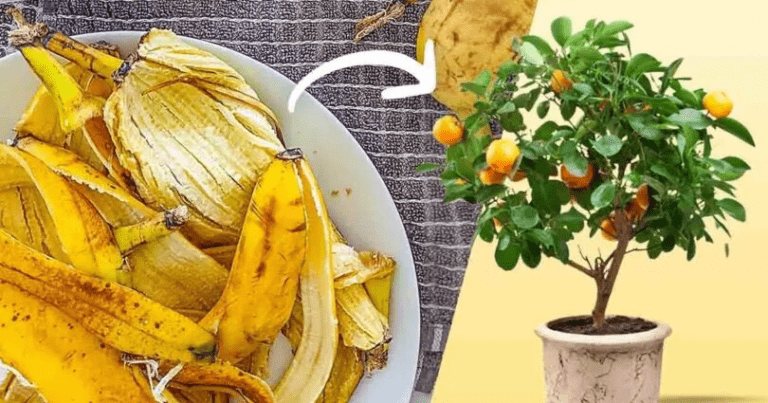 Ne jetez plus la peau de banane : Voici 10 utilisations de la peau de banane que vous ne connaissiez Pas
