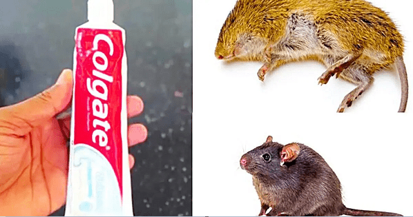 Comment Éliminer les Rats et les Souris avec du Dentifrice ?