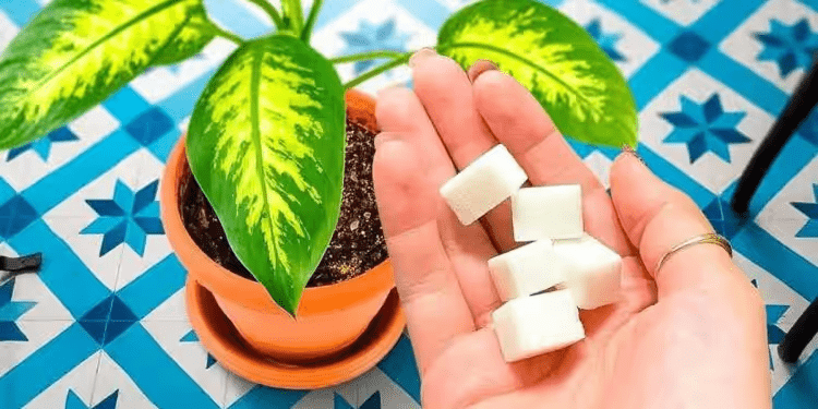Pourquoi verser du sucre sur les plantes