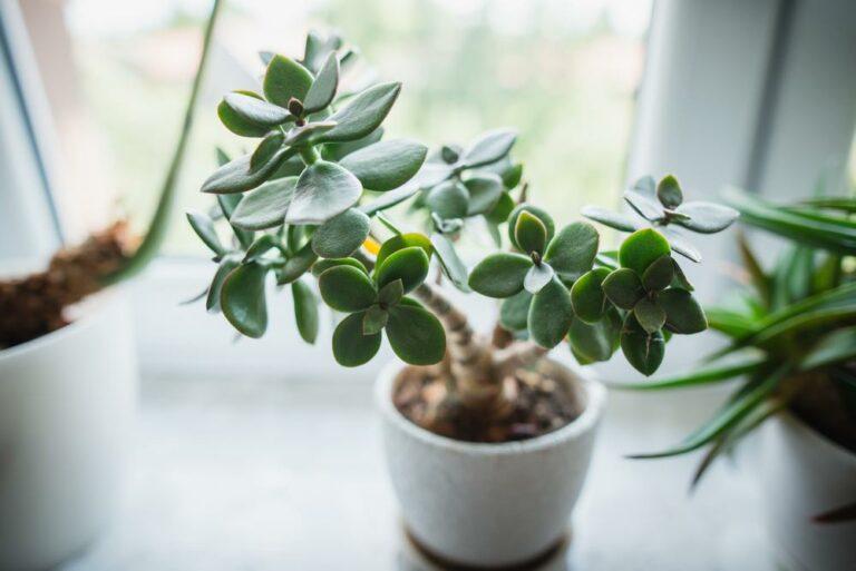 Ces plantes d’intérieur sont réputées pour porter chance !