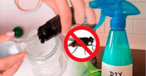 Les recettes anti-mouche en spray pour la maison