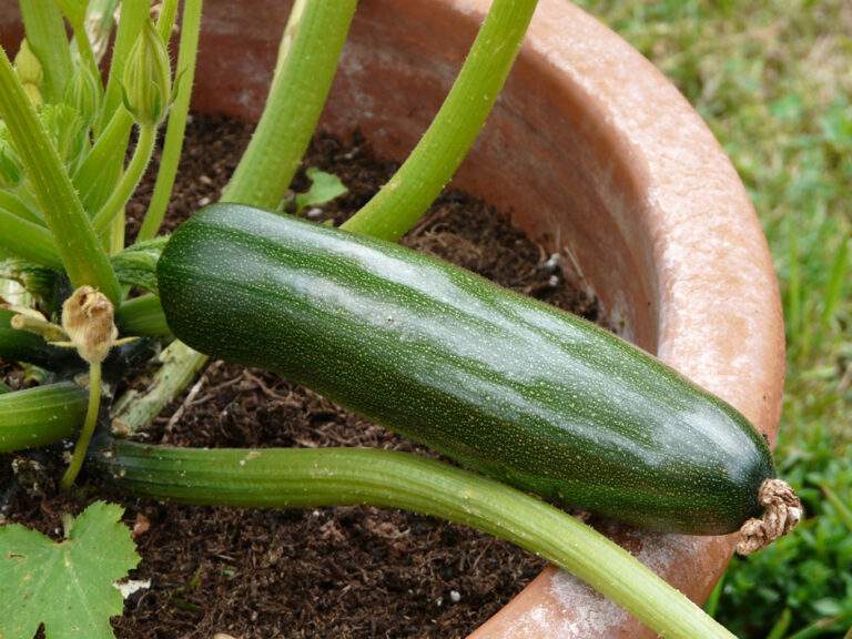 cultiver la courgette