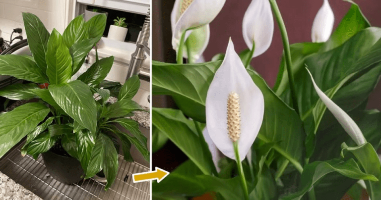 Que faire pour faire fleurir le spathiphyllum tout au long de l’année