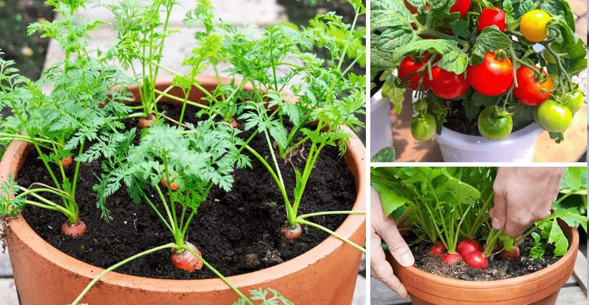 légumes les plus faciles à faire pousser en pot ou en jardinière.