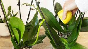 Pourquoi faut-il absolument mettre du citron sur les orchidées ?