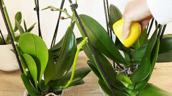 citron aux orchidées