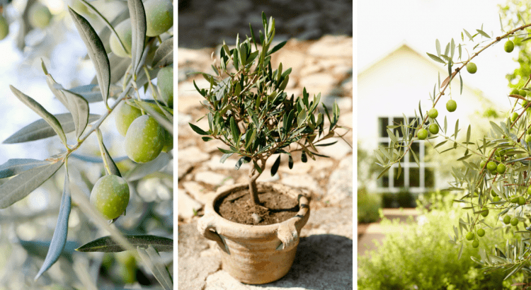 Comment planter et entretenir un olivier