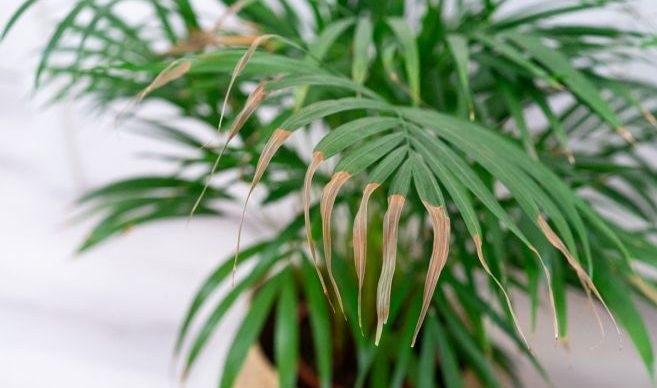 5 raisons pour lesquelles les pointes des feuilles de vos plantes d’intérieur se dessèchent