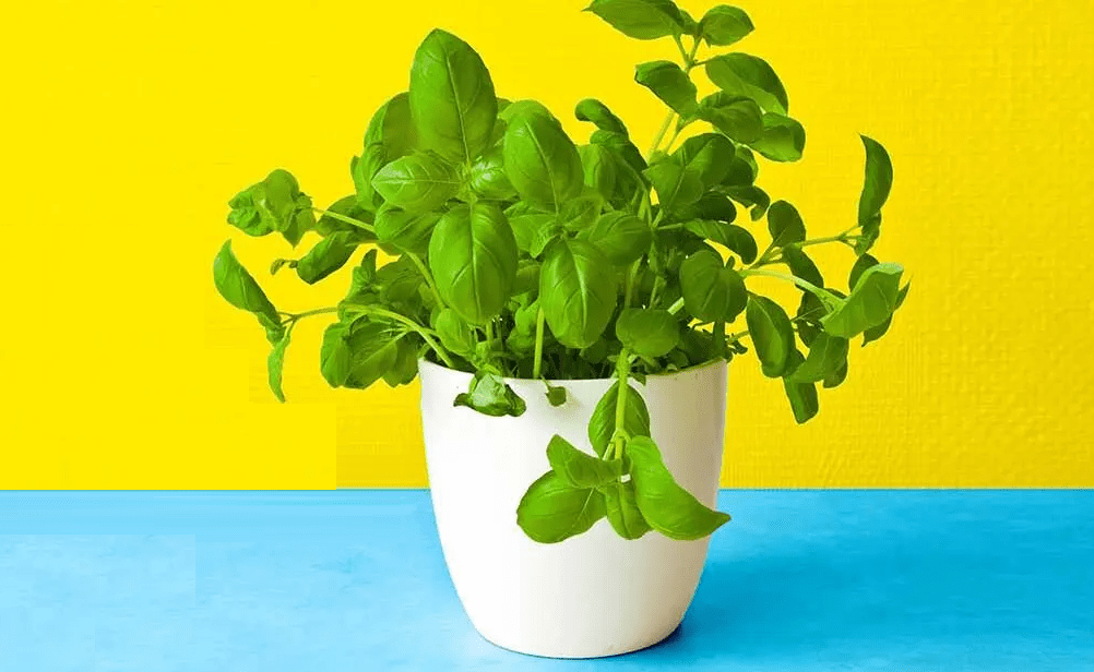 7 conseils pour des plantes