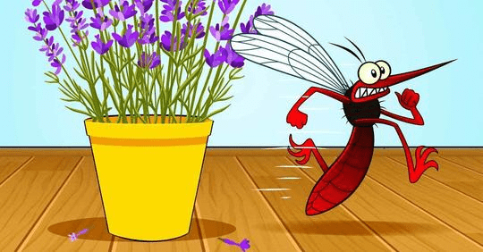 5 plantes qui éloignent les mouches