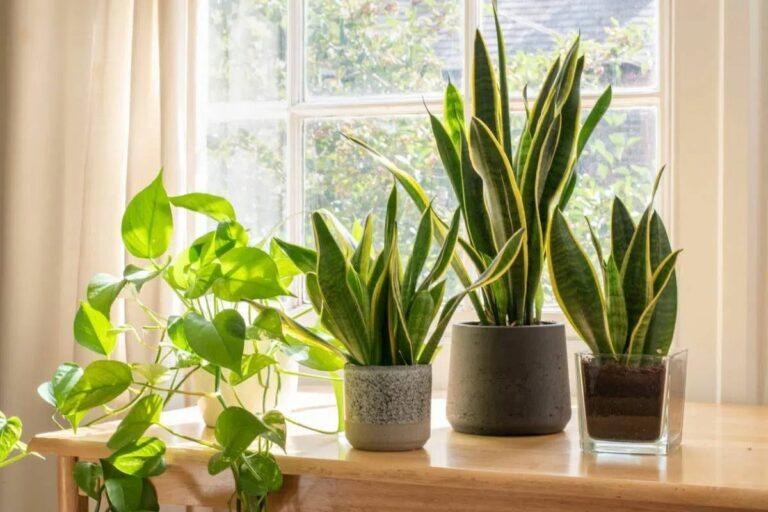 Respirer mieux à la maison : Comment des plantes d’intérieur peuvent améliorer la qualité de l’air