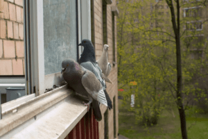 pigeons au balcon