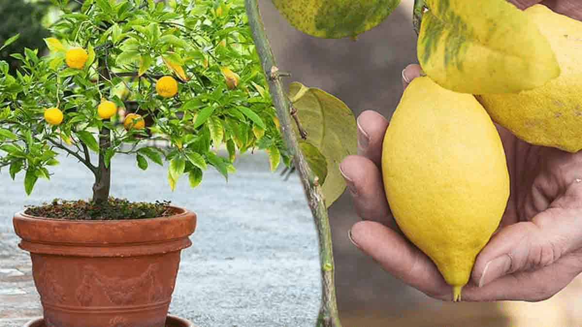 Pourquoi mon citronnier ne fait pas de citrons