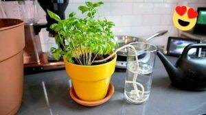Comment assurer l'hydratation de vos plantes pendant votre absence