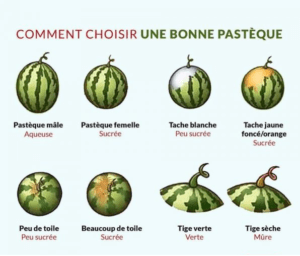 choisir une bonne pastèque