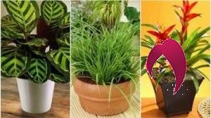 5 plantes d’intérieur résistantes qui poussent sans Lumière du soleil