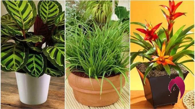 5 plantes d’intérieur résistantes qui poussent sans Lumière du soleil