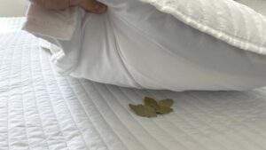feuilles de laurier sous l’oreiller