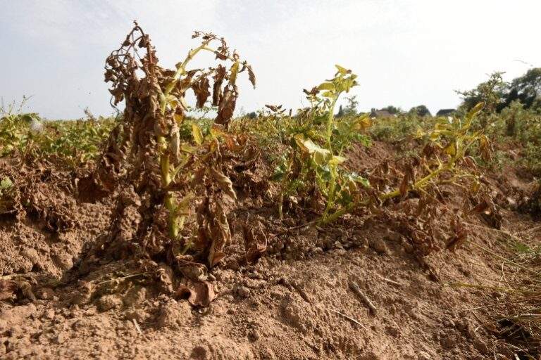 protéger votre jardin des fortes chaleurs