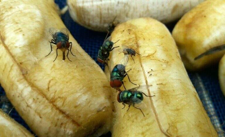 se débarrasser des moucherons