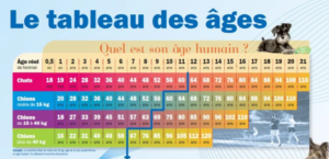 calculer l'âge de mon chat ou mon chien en âge humain