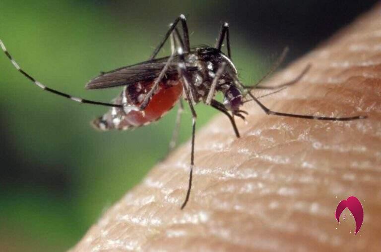les moustiques