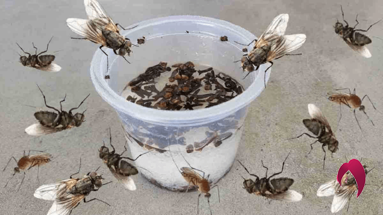 disparaître les mouches les moustiques et les cafards