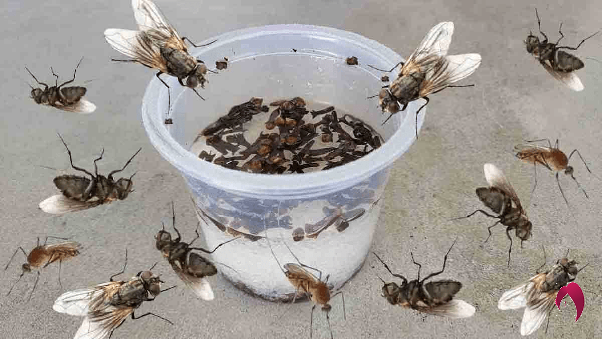 disparaître les mouches les moustiques et les cafards