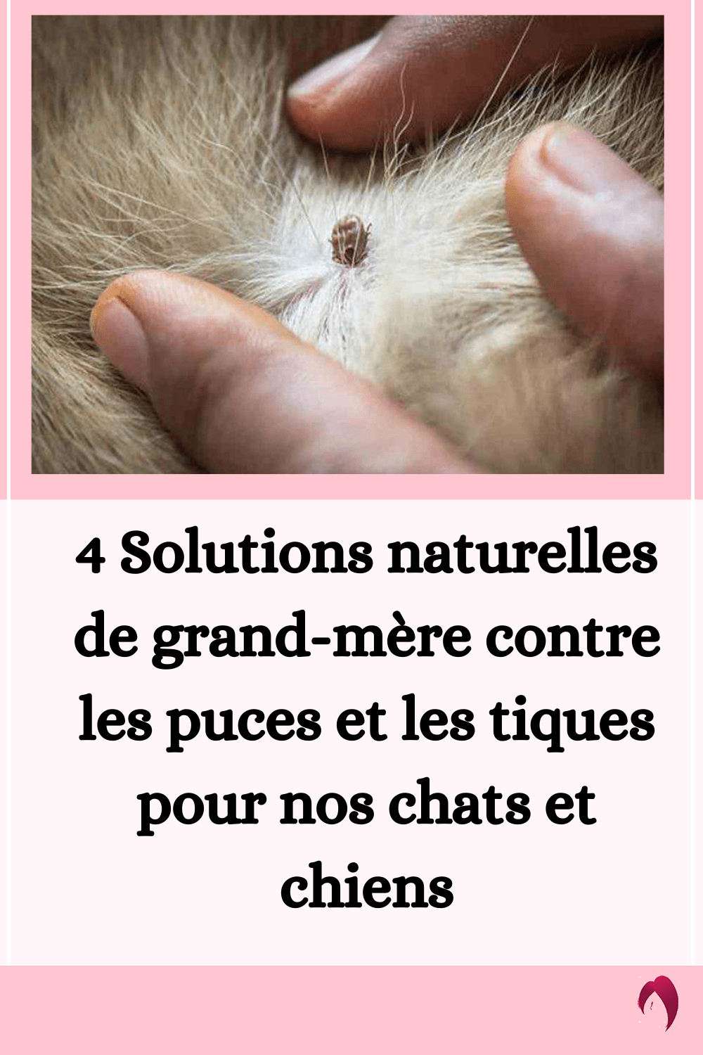 4 Solutions Naturelles De Grand Mère Contre Les Puces Et Les Tiques Pour Nos Chats Et Chiens 