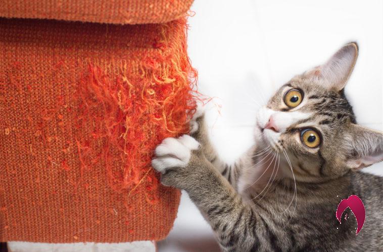 Astuces pour Stopper les Griffes de Votre Chat sur le Canapé