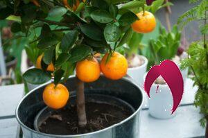 Comment cultiver un oranger dans un pot 