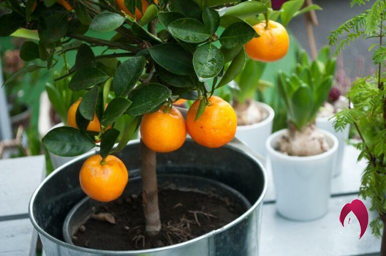 Comment cultiver un oranger dans un pot