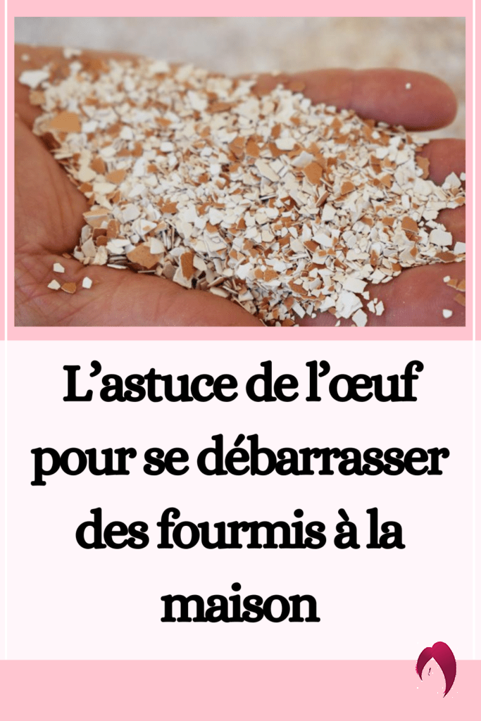 L’astuce de l’œuf pour se débarrasser des fourmis à la maison